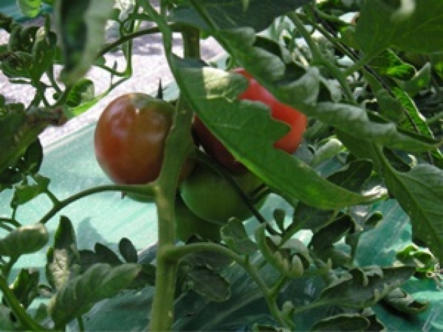 영월몰,풀무리농장 유기농 토마토 (2kg, 5kg)