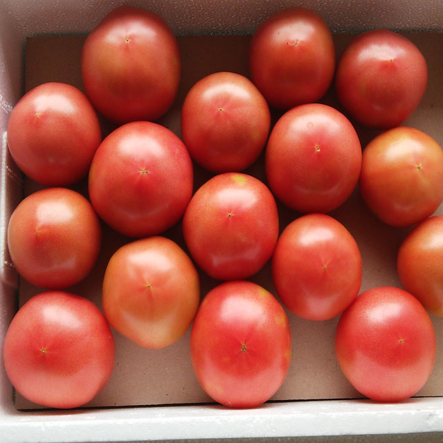 영월몰,풀무리농장 유기농 토마토 (2kg, 5kg)